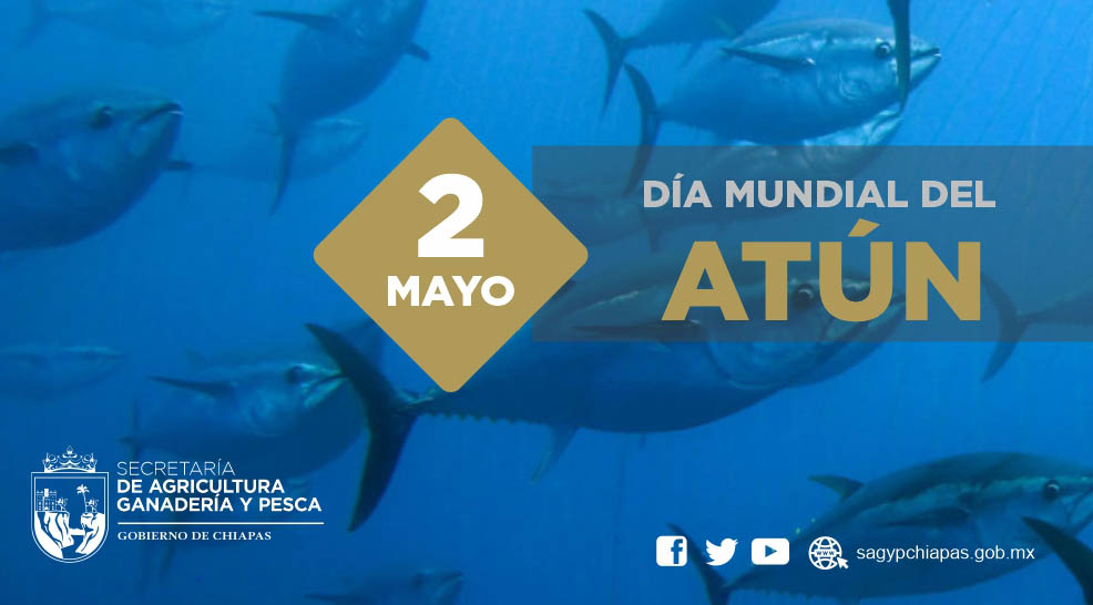 Hoy se conmemora el Día Mundial del Atún, por su c