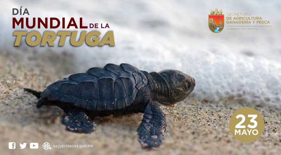 En #Chiapas anidan 3 especies de tortugas marinas,