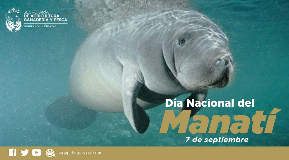 El Día Nacional del Manatí se celebra en México el