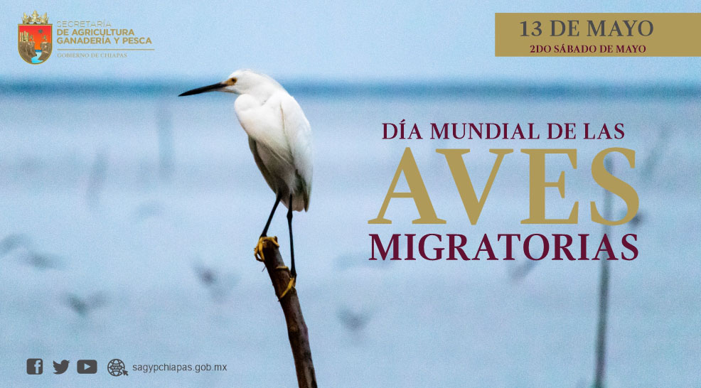 En el Da Mundial de las Aves Migratorias reconoce