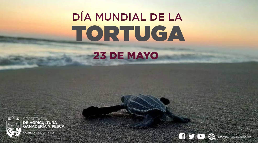 Hoy se celebra el Da Mundial de las Tortugas con 