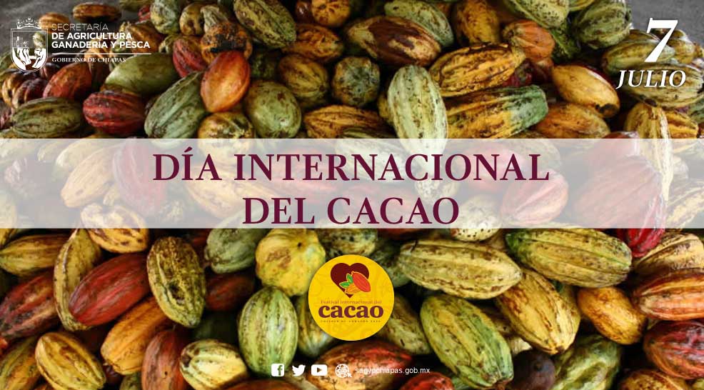 En el marco del Da Internacional del Cacao, la #S