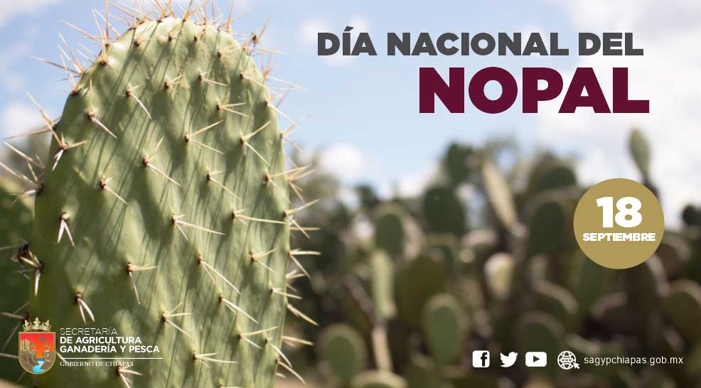 Hoy se celebra el Da Nacional del Nopal, un alime